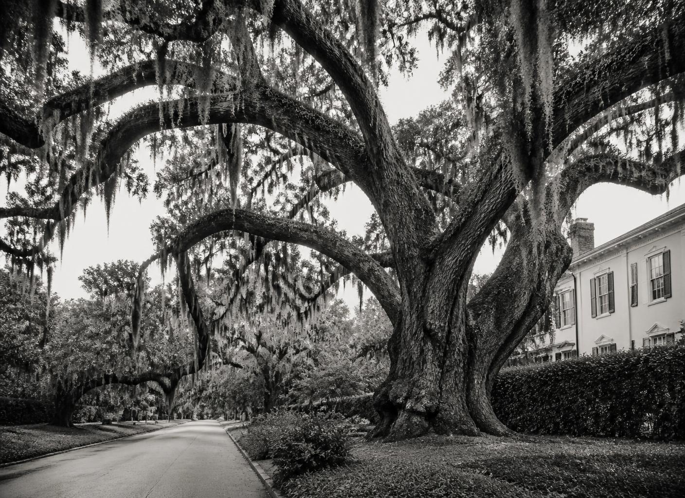 An ancient live oak arching over a quiet Myers Park street